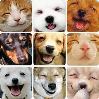 Smiling-dogs.jpg