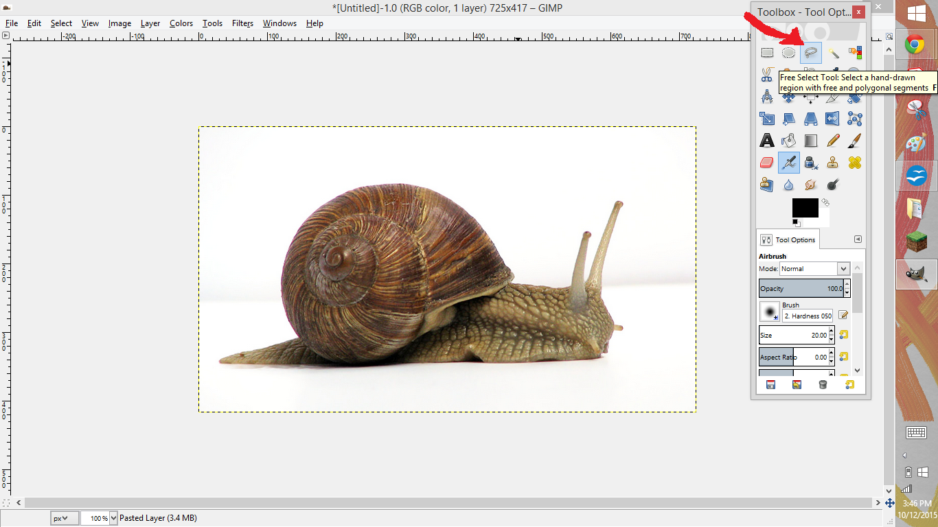 Snail image 2.png