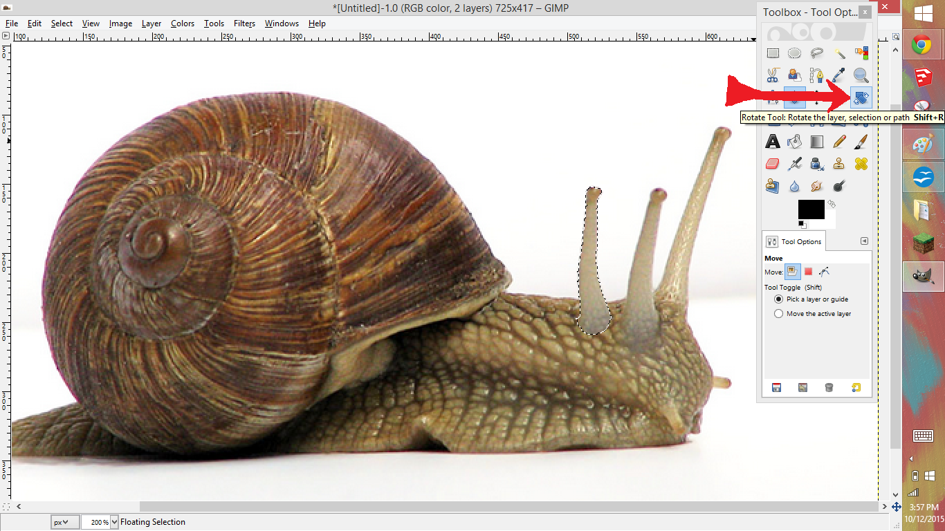 Snail image 4.png