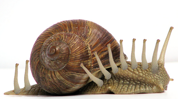 Snail image 6.PNG