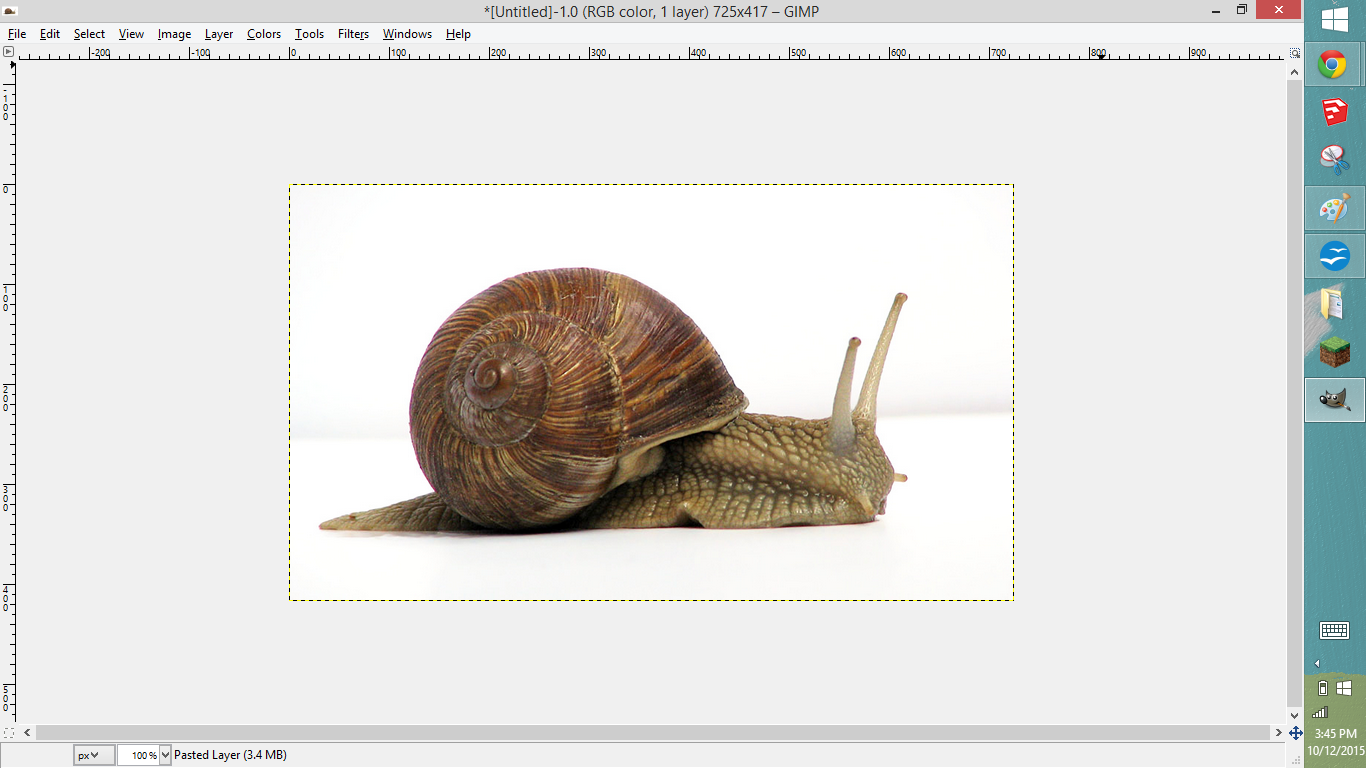 Snail image.png