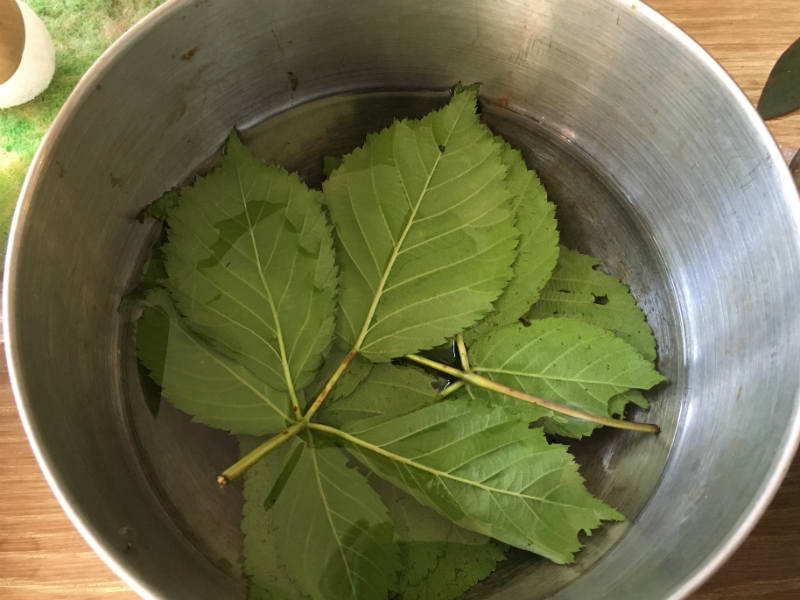 Soaking the Blackberry and Strawberry leaves in water.jpg