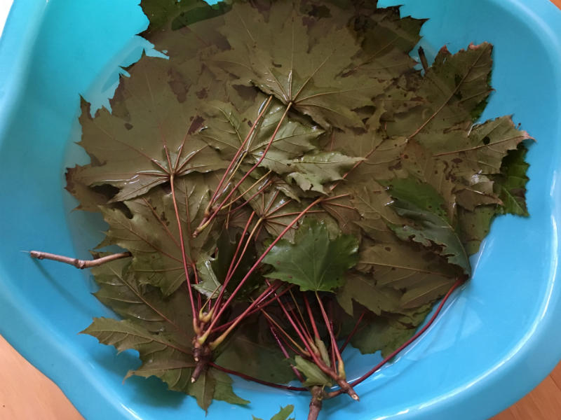 Soaking the Maple Leaves and Oak Leaves in water prior to eco printing on paper.jpg