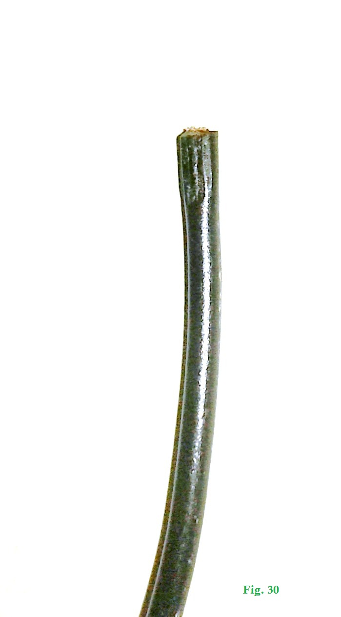 Softened Wire Tip.jpg