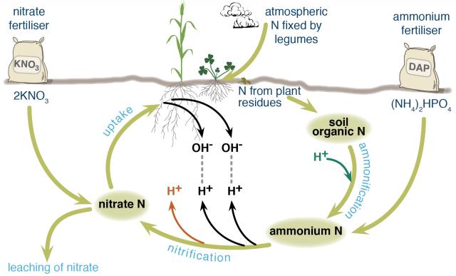 Soil acidity from N cycle_1.jpg