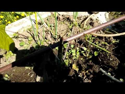 Soiloponics in the bean boat. Using an airlift pump and &quot;tipper&quot; to distribute the water.