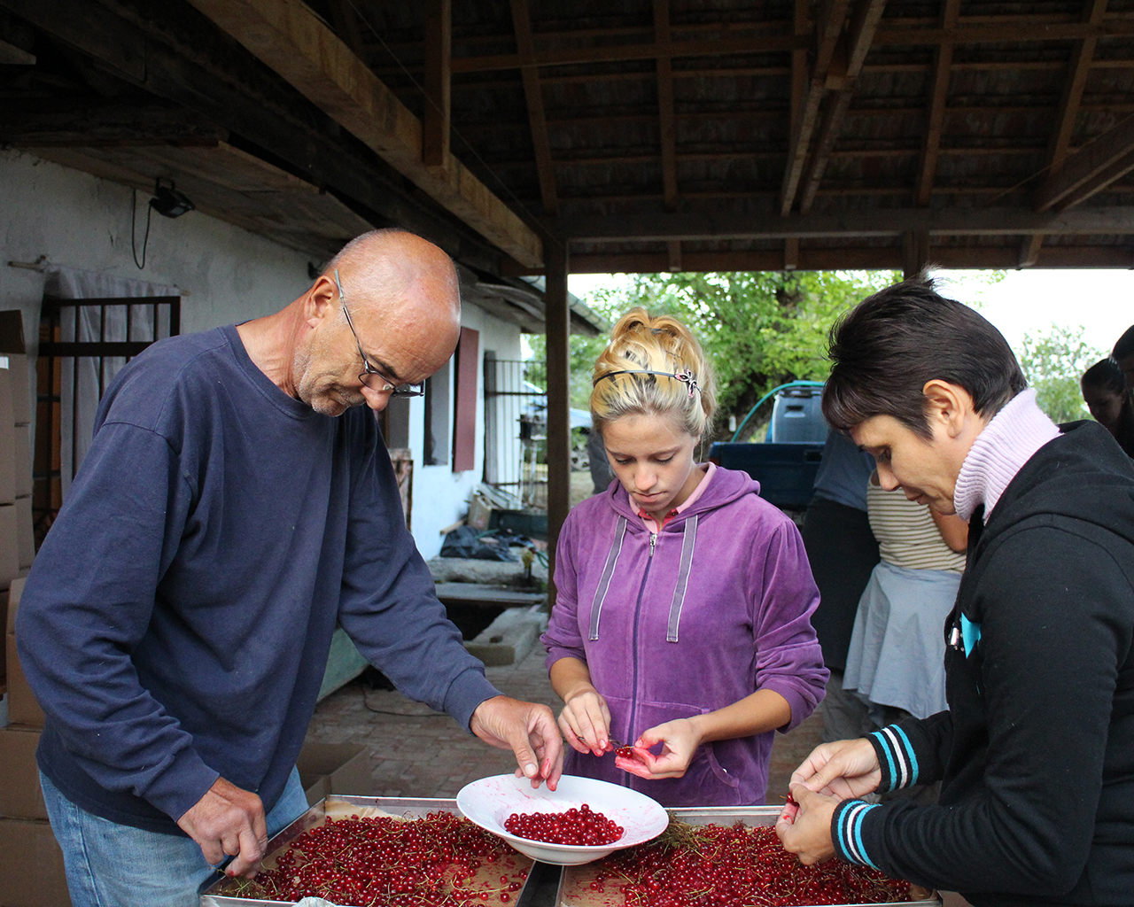 Sorting Red Currants.jpg