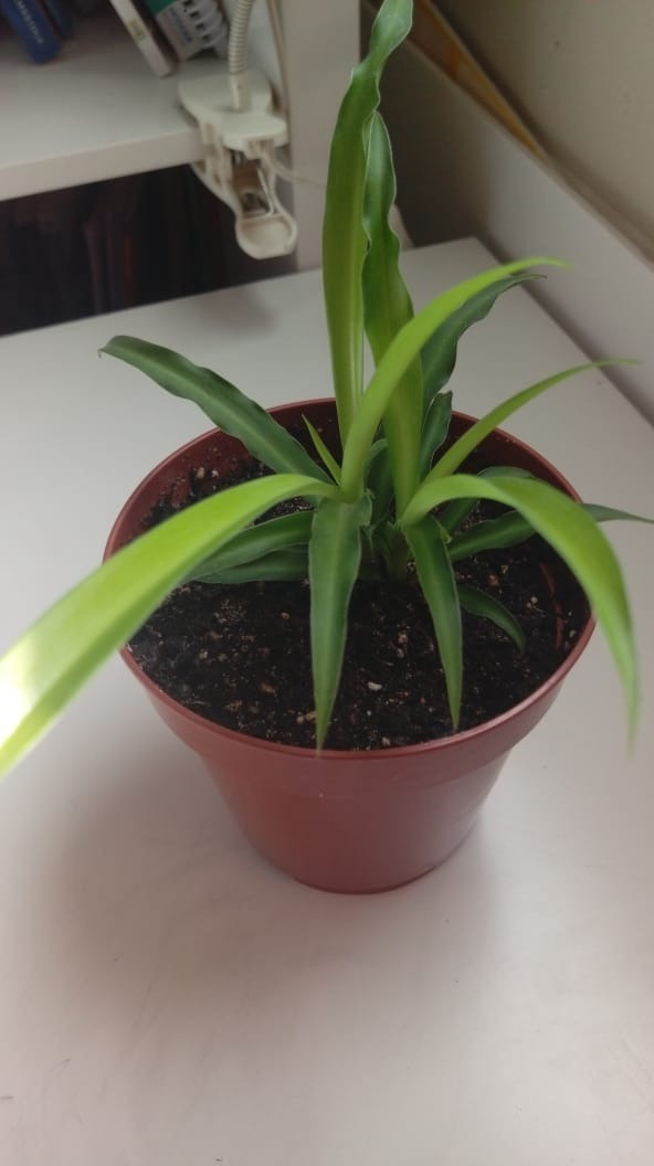 Spider Plant 3.jpeg