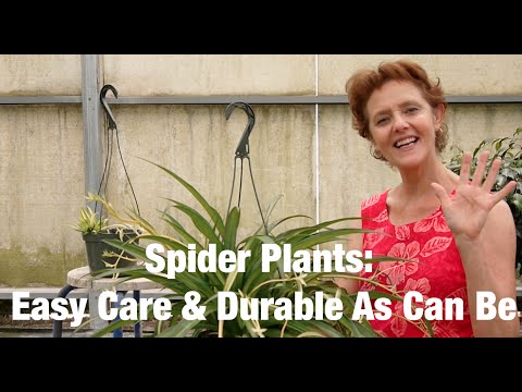 Spider Plants: Easy Care &amp;amp; Durable As Can Be