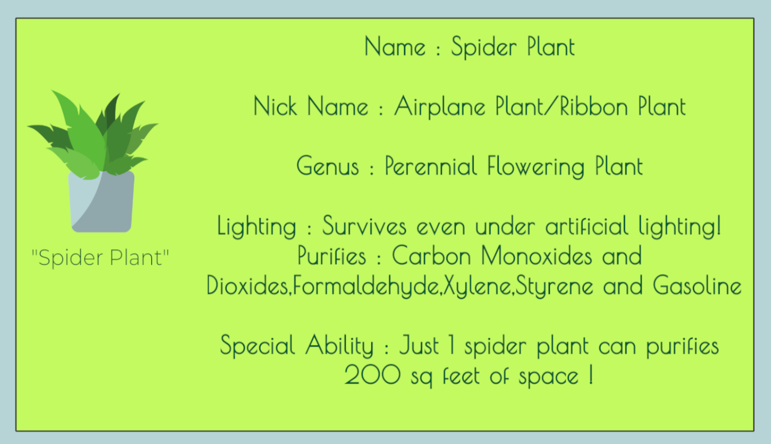 SpiderPlant.png