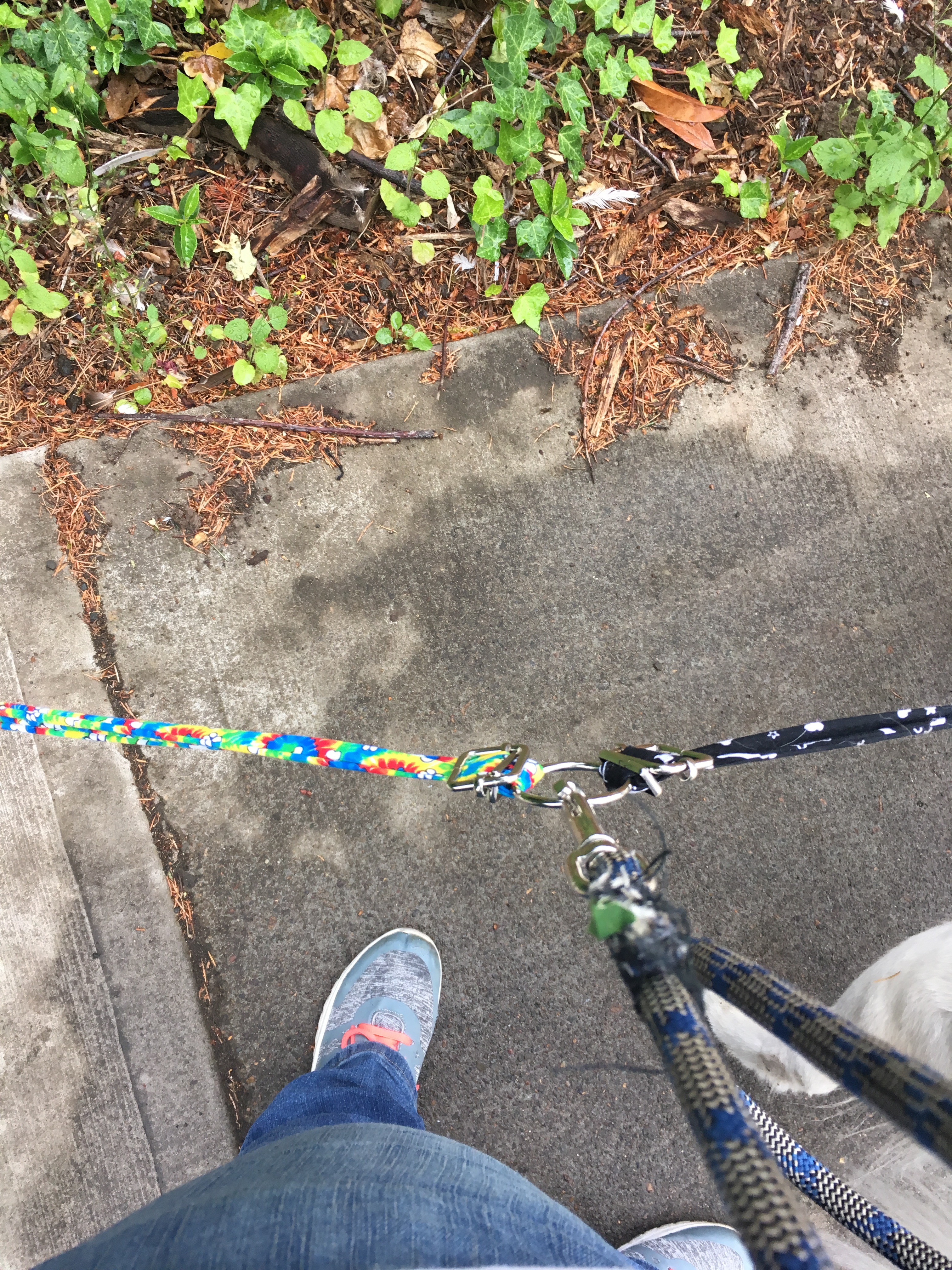 Split Leash.JPG