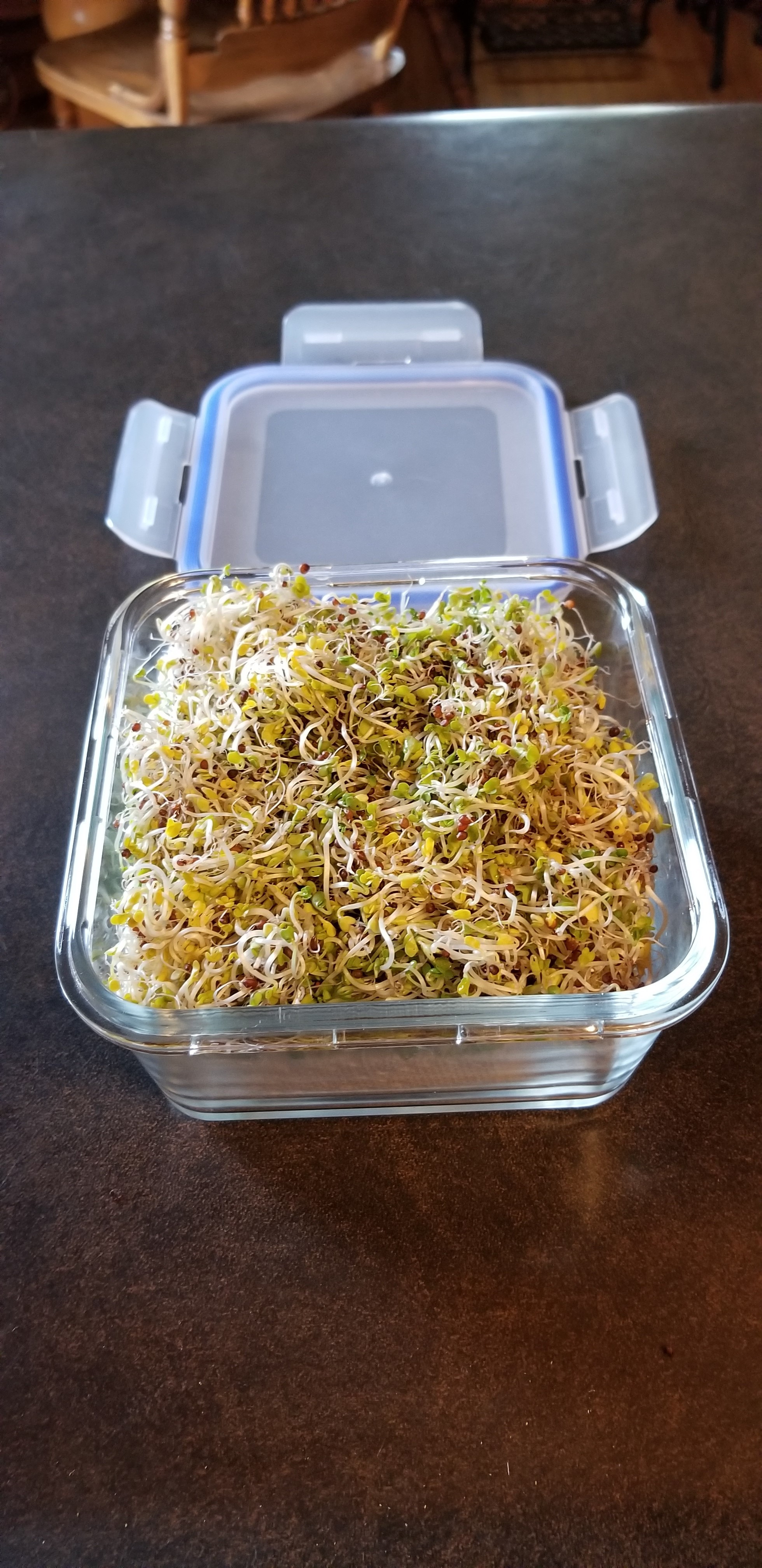 Sprouts.jpg