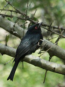 Square-tailed_Drongo_(Dicrurus_ludwigii).jpg