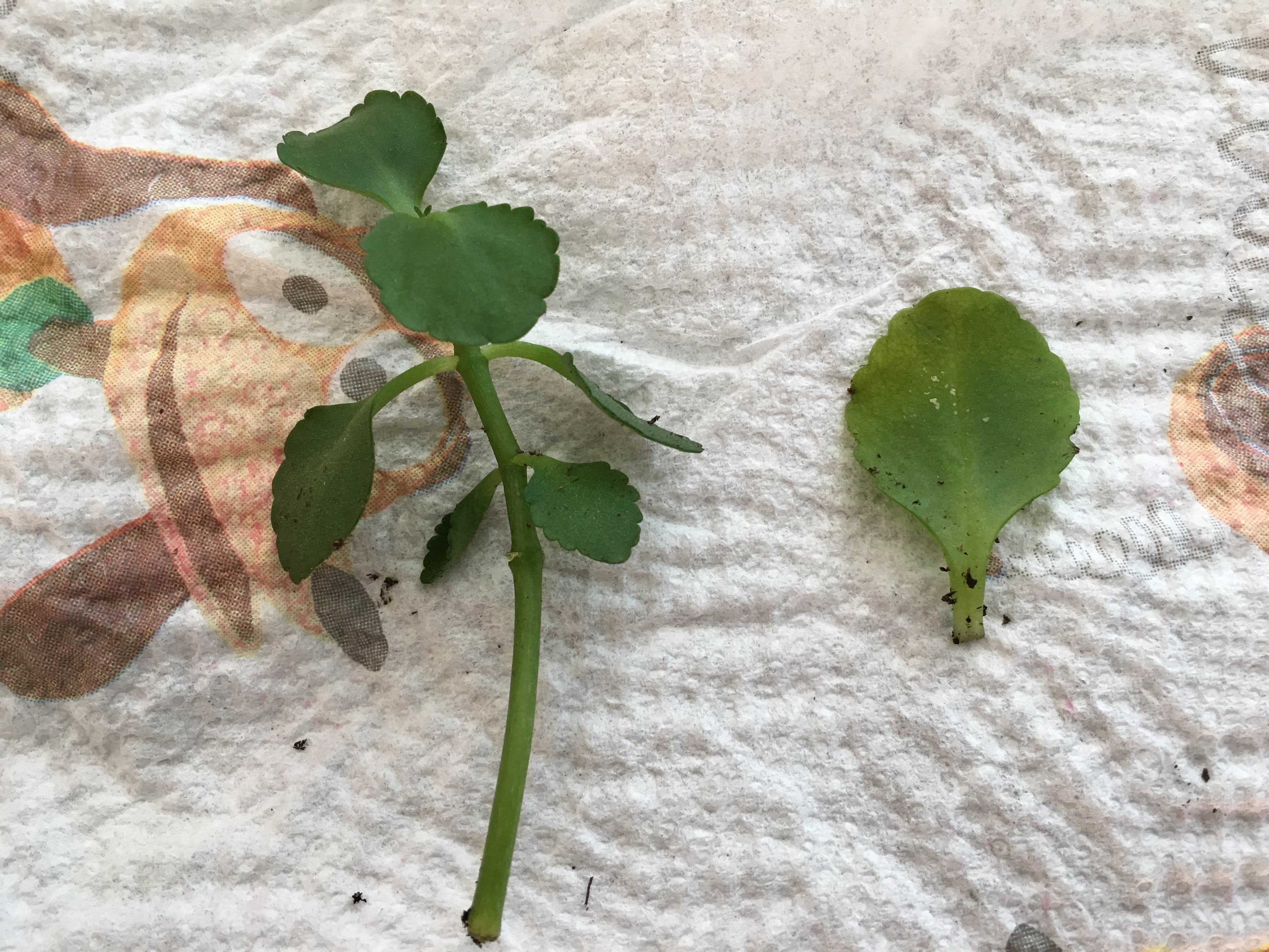 Stem and Leaf Cuttings.JPG