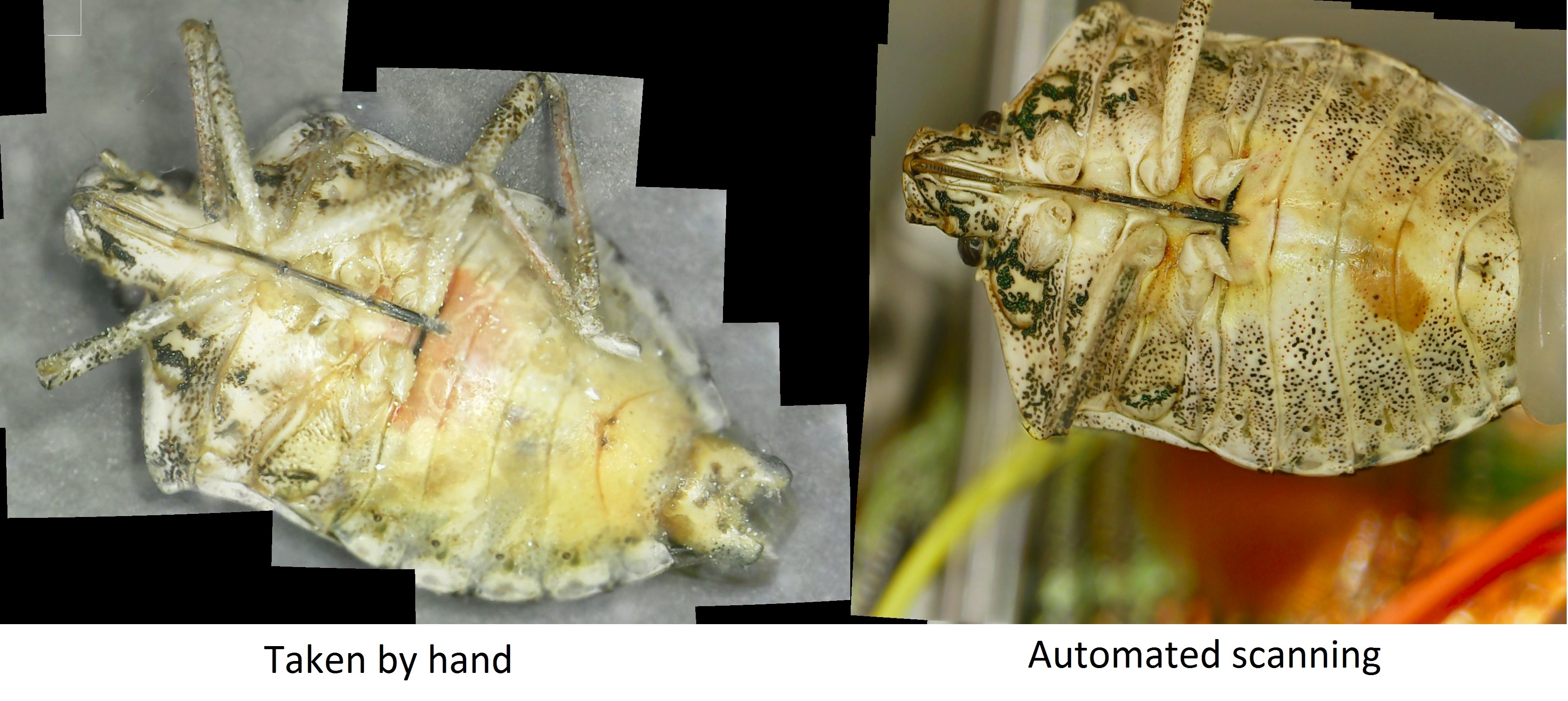 Stinkbug-scan comparison.jpg