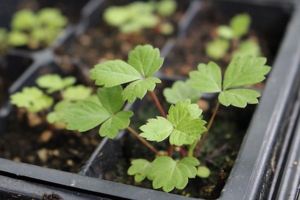 Strawberry-Seedling.jpg