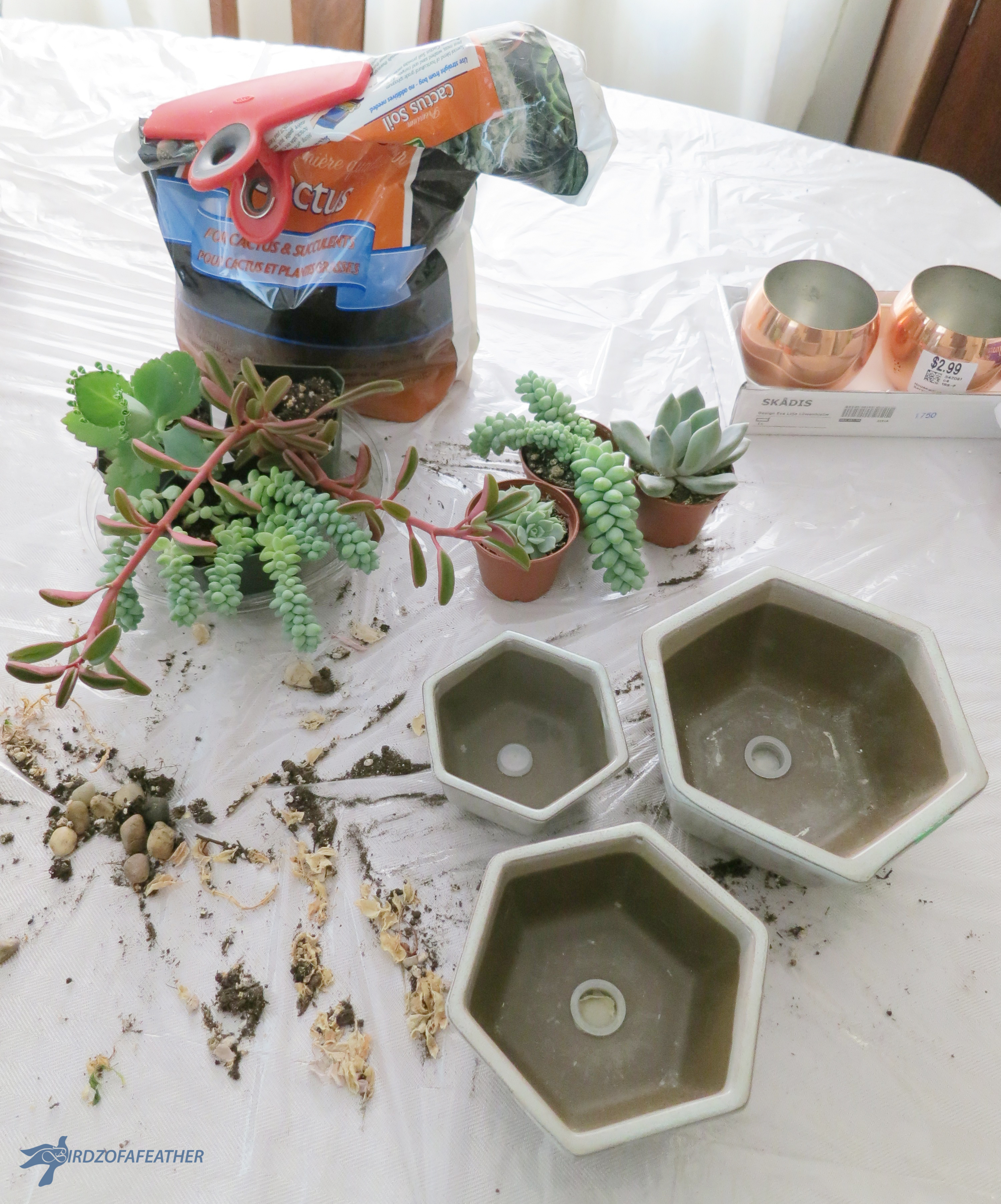 Succulents_Hex planter 002_BOF.jpg