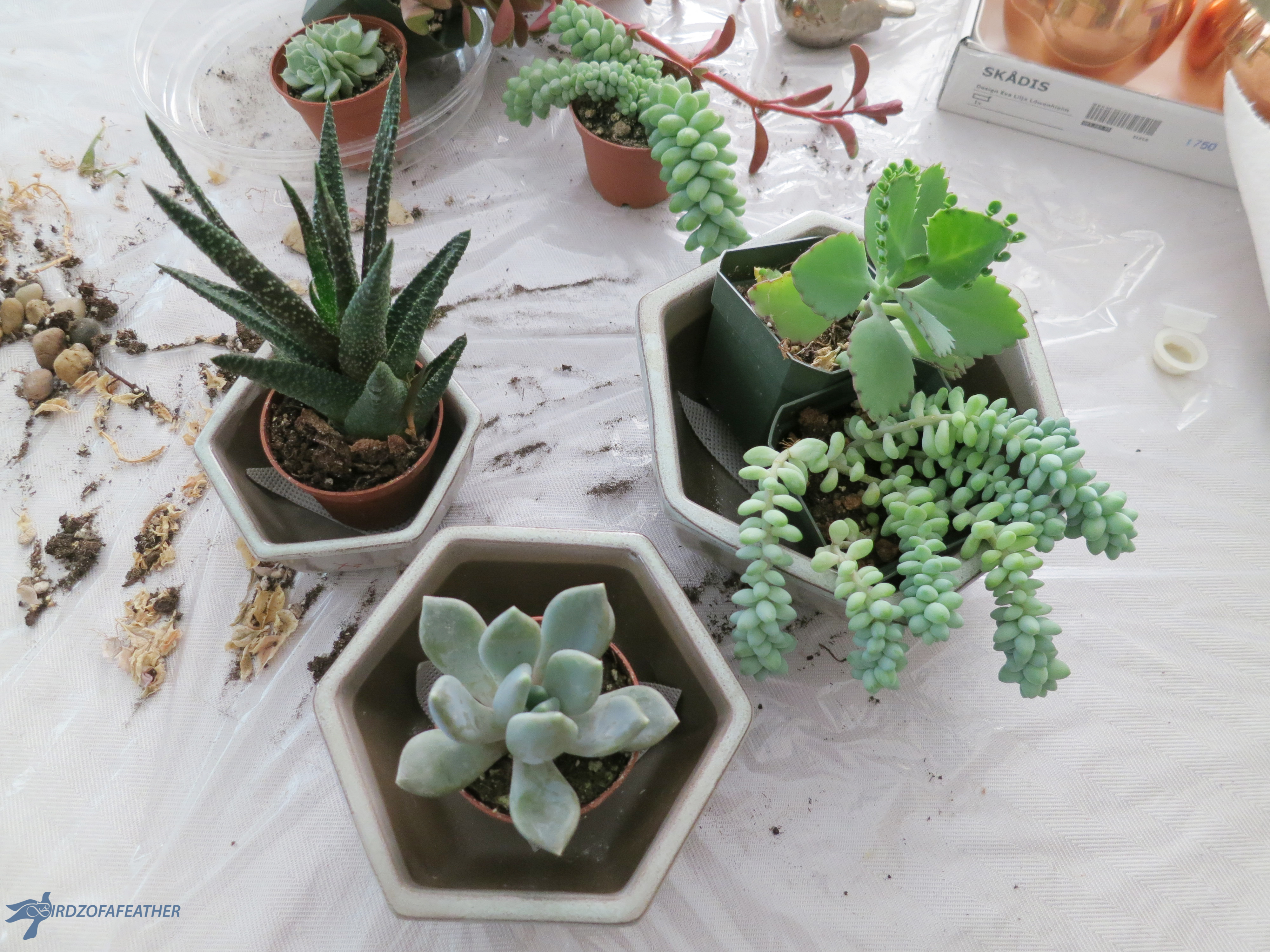 Succulents_Hex planter 008_BOF.jpg