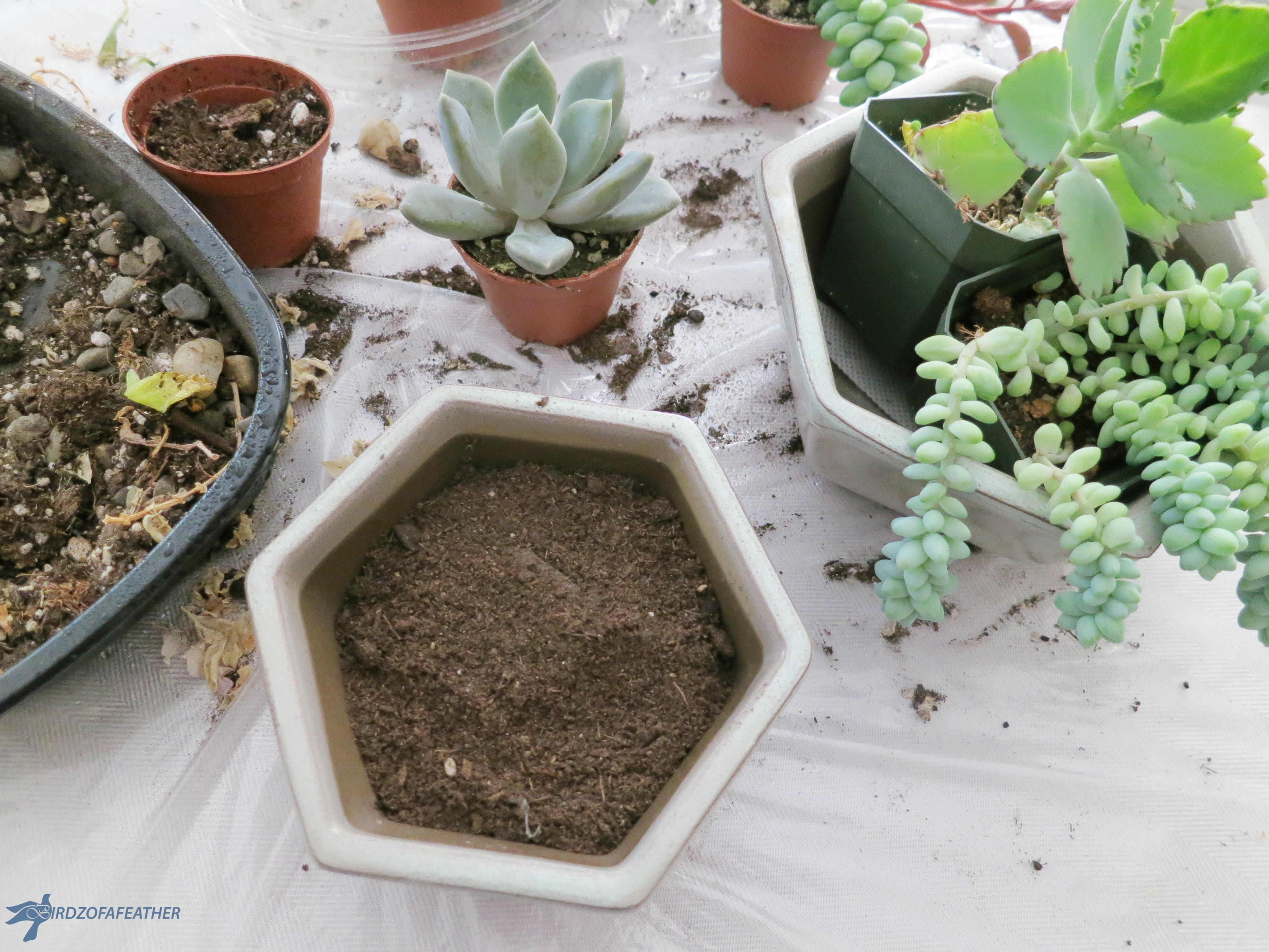 Succulents_Hex planter 019_BOF.jpg