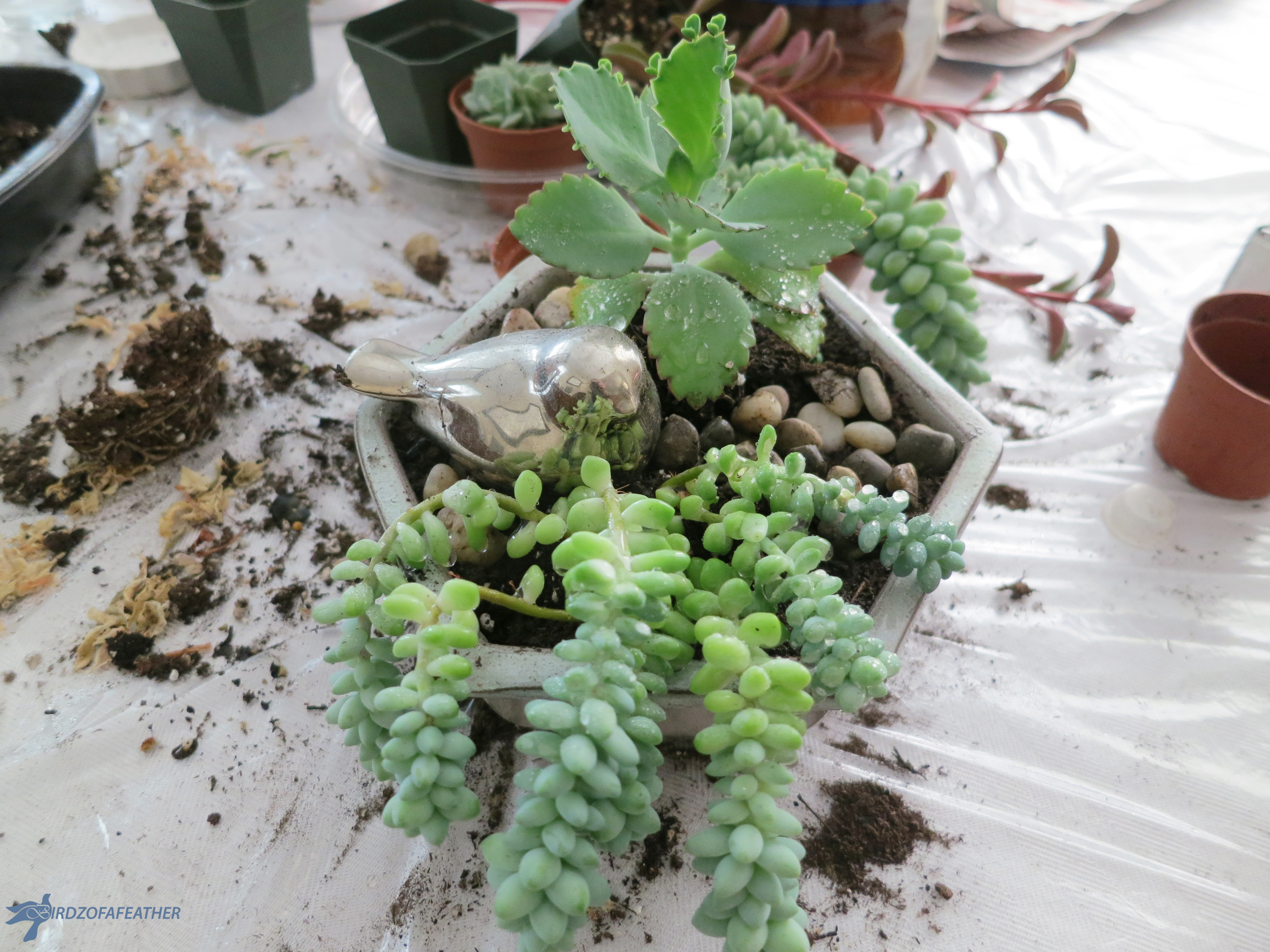 Succulents_Hex planter 028_BOF.jpg