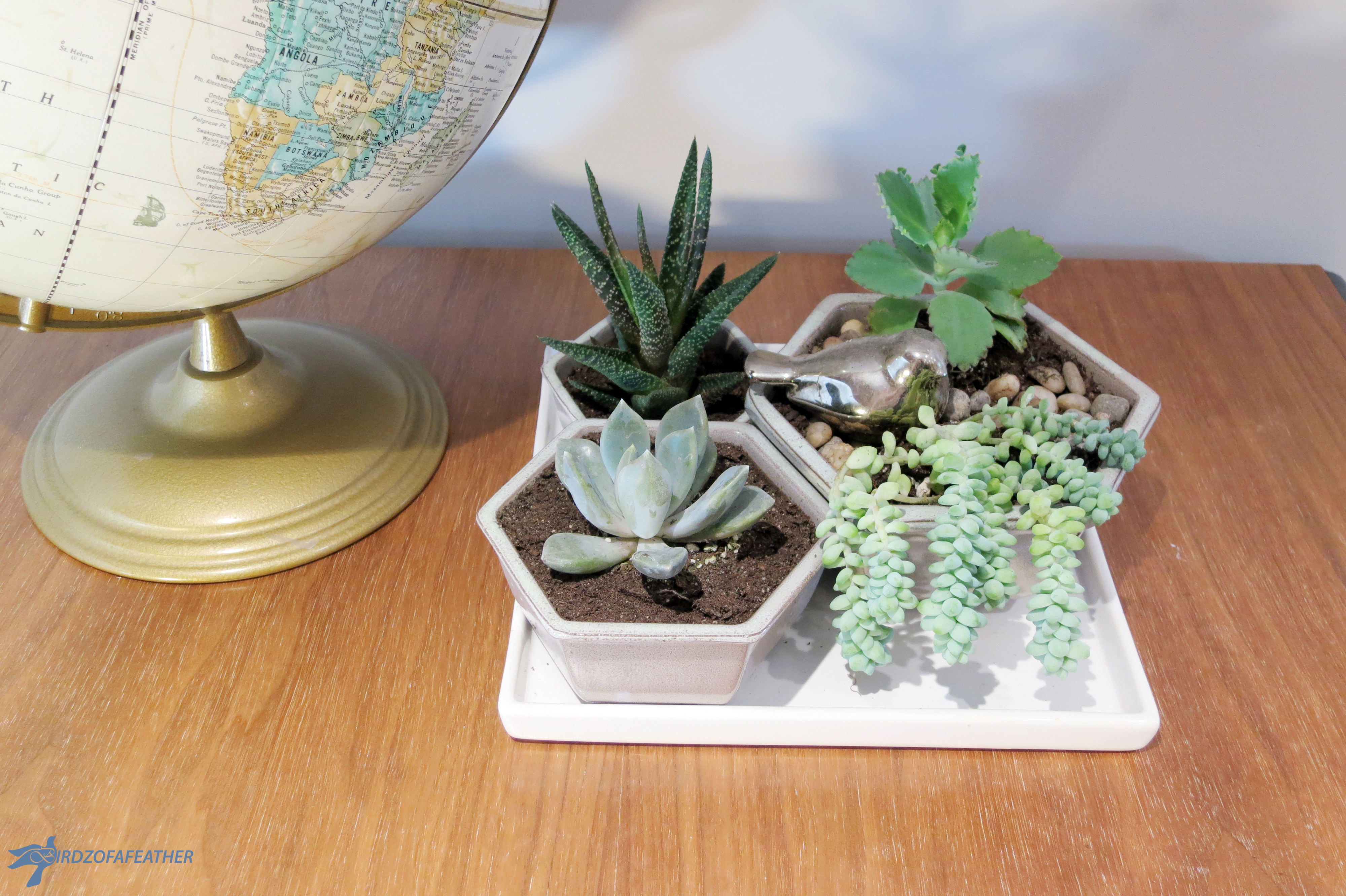 Succulents_Hex planter 046_BOF.jpg