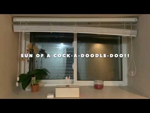 Sun of a Cock-a-doodle-doo