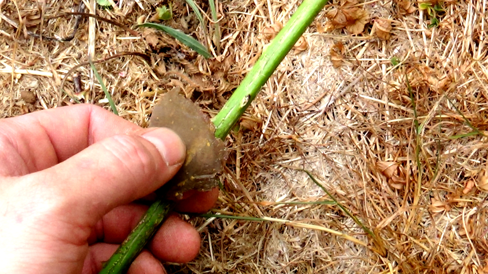 Survival_Atlatl_Stone_Tools_Wild_Cordage_Cane_Dart (6).jpg