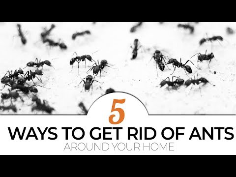 TOP 5 Ways to Get Rid of Ants Around Your Home