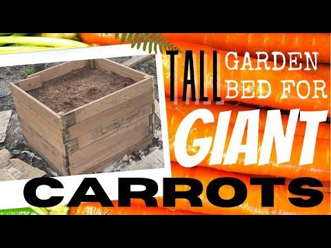 Tall Garden Bed for Giant Carrots