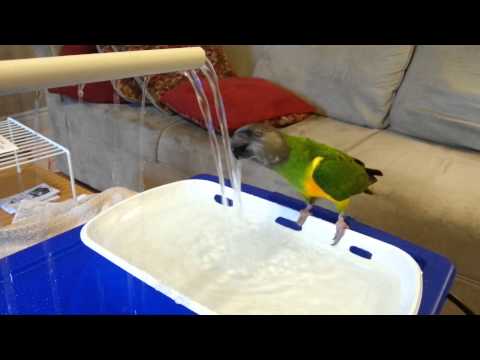 Taz playing in his fountain