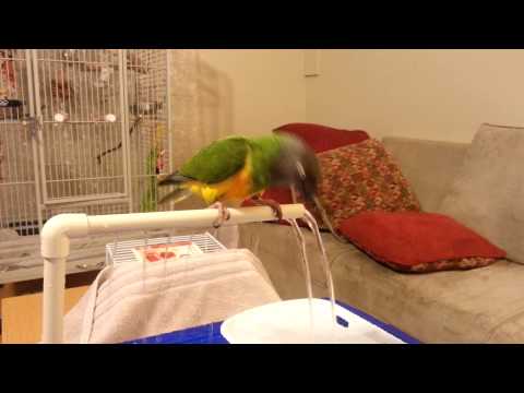 Taz playing in his homemade fountain