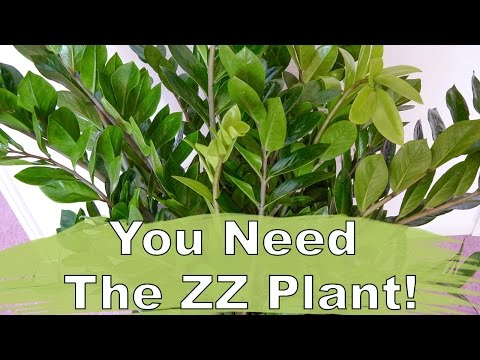 The Awesome ZZ Plant: Care &amp;amp; Repotting Tips