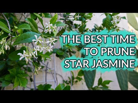 The Best Time To Prune A Star Jasmine &amp;amp; How I Trimmed Mine / Joy Us Garden