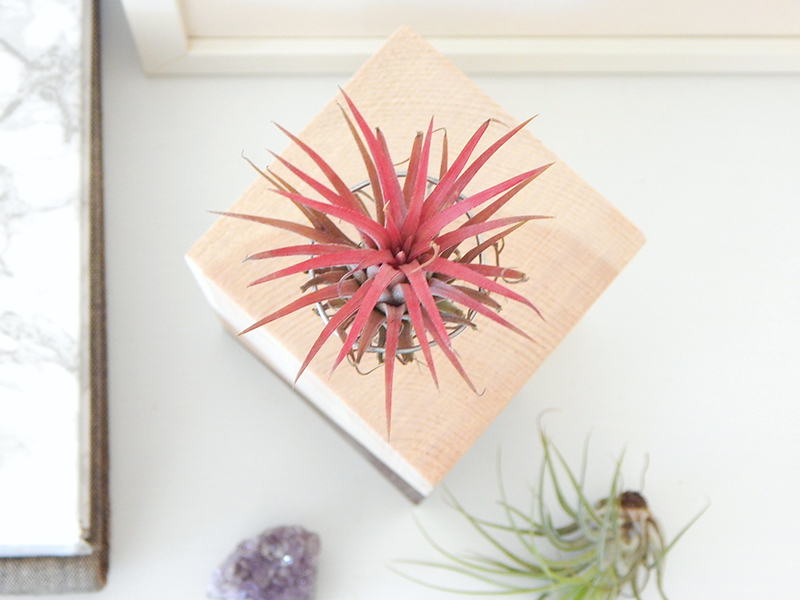 Tilandsia-Ionantha-Rood.jpg