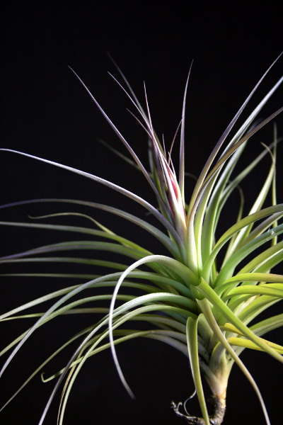 Tillandsia122601Small.jpg