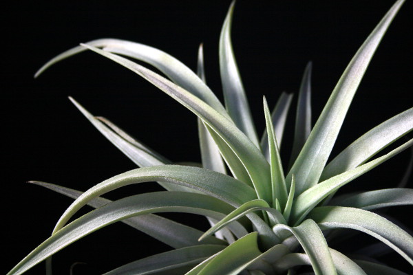 Tillandsia122602Small.jpg