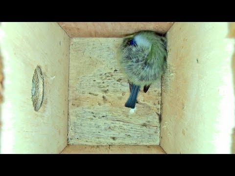 Tiny British Woodland Bird Cyanistes Caeruleus roosting overnight in timelapse