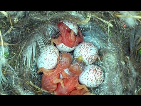 Tiny Woodland Bird Cyanistes Caeruleus Hatches out from an egg