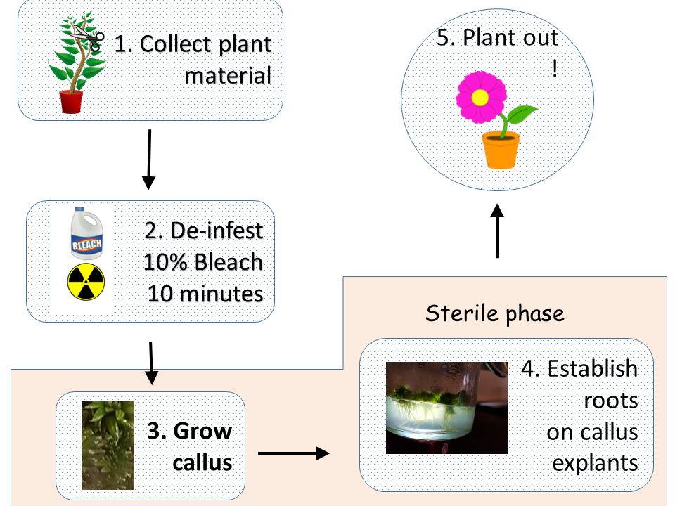 Tissue culture process.png