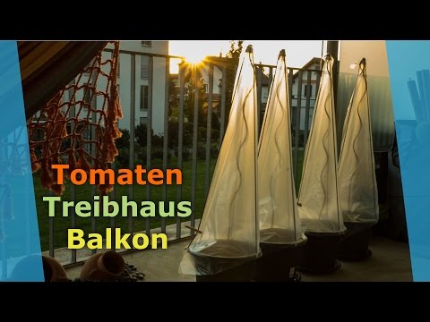 Tomaten Treibhaus f&amp;uuml;r den Balkon - Wie baue ich ein DIY Treibhaus f&amp;uuml;r Topfpflanzen?