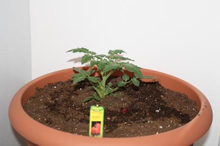 Tomato Plant.jpg