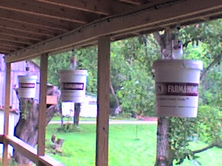 Tomato buckets NW corner of porch 05-25-09.jpg