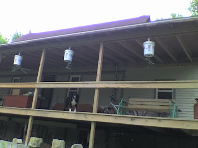 Tomato buckets NW corner of porch from yard 05-25-09.jpg