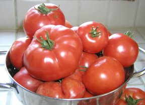 Tomatoes.JPG