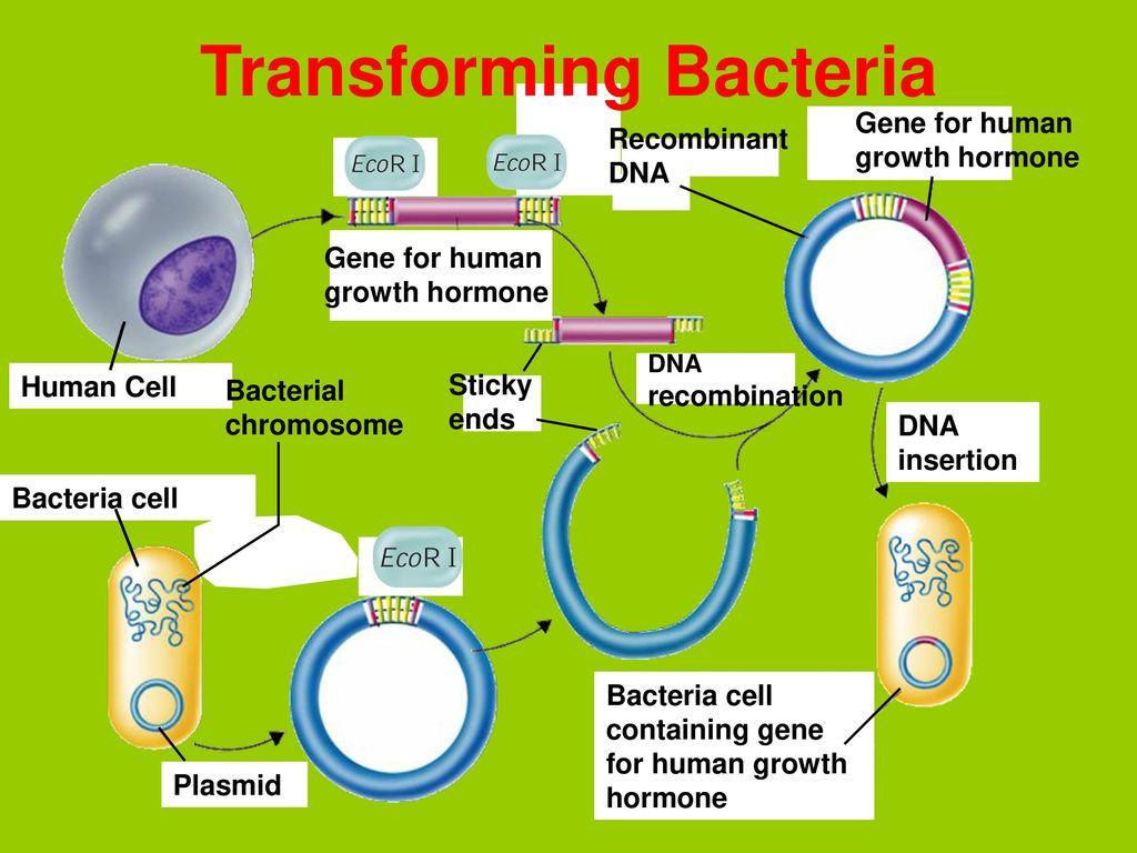 Transforming+Bacteria.jpg