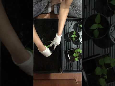 Transplanting your Seedlings