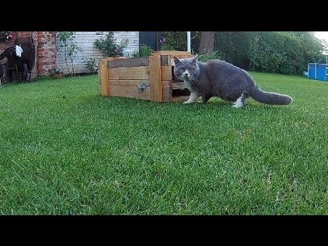 Trap on cats with simple mechanism.  TESTED