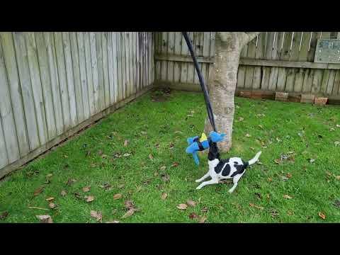 Tree Kangaroo Toy
