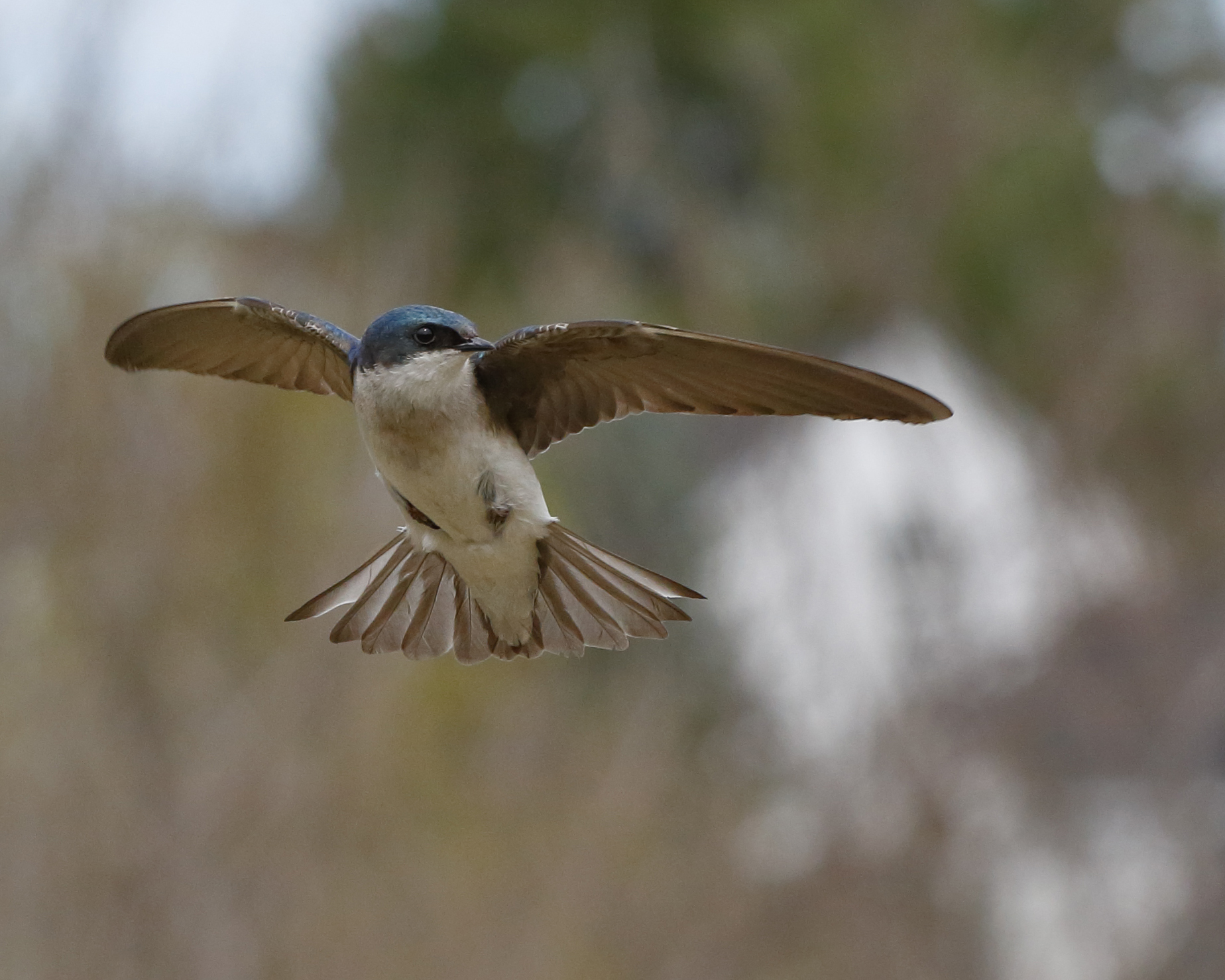 Tree Swallow stopped for Instructables.jpg