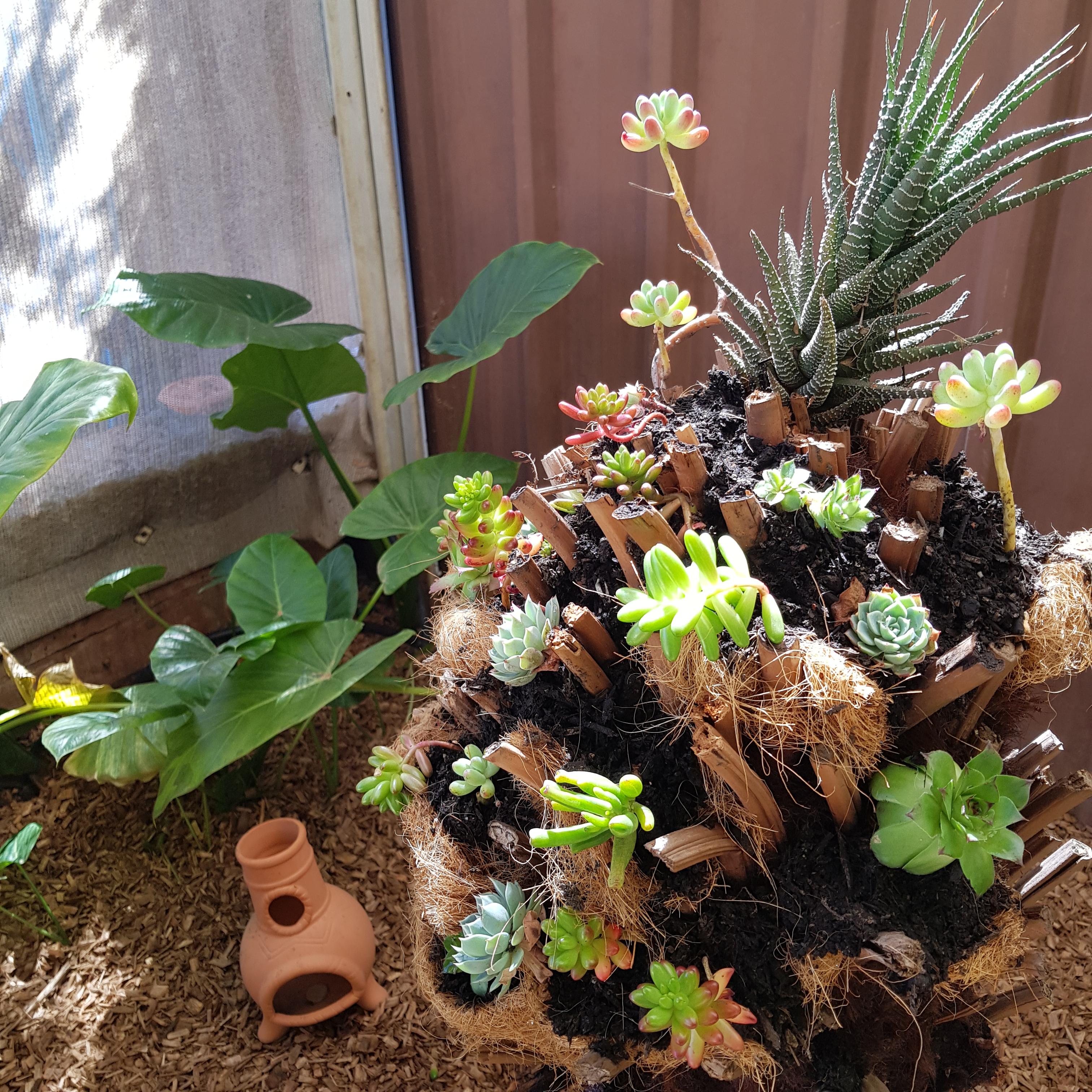 Tree fern planter (2).jpg